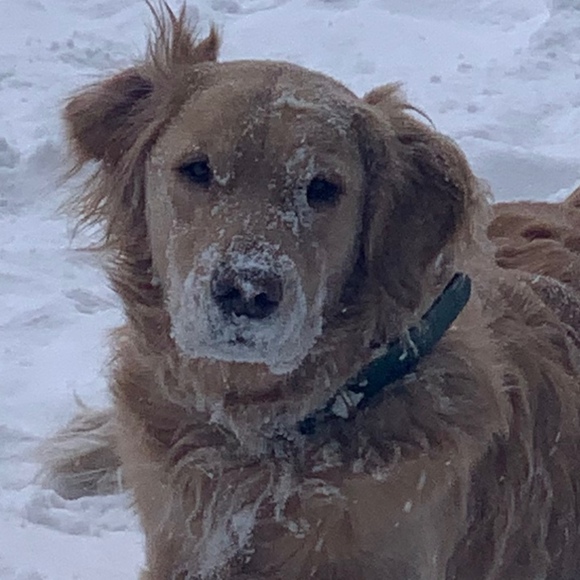 Meet your Posher, Posh - Picture 1 of 1